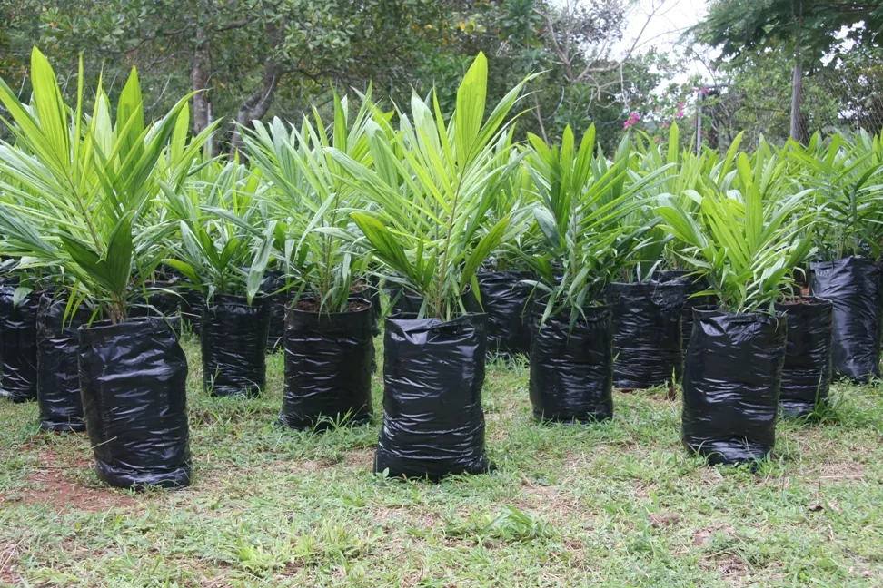 Sustainable forestry