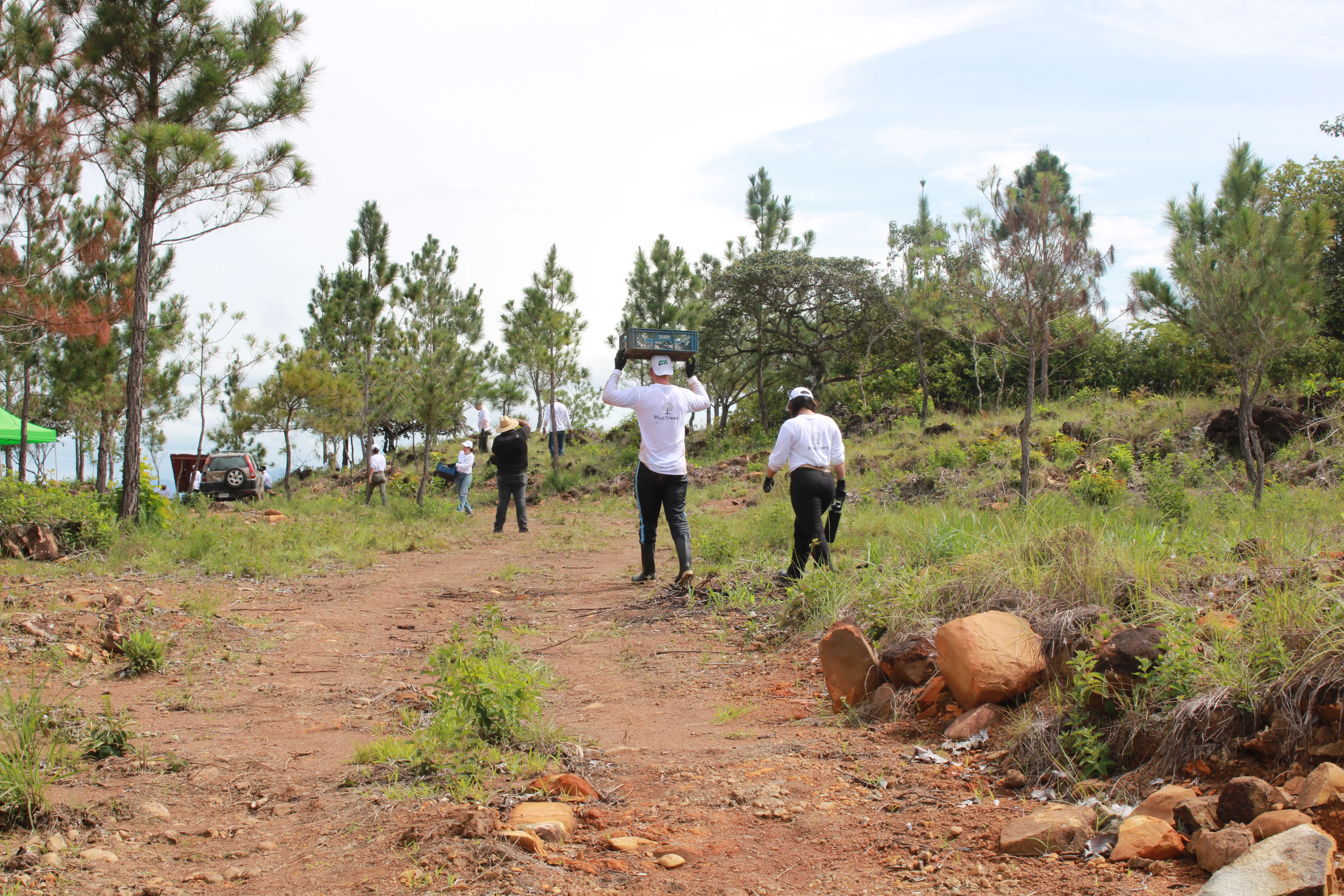 Tree planting impact photo
