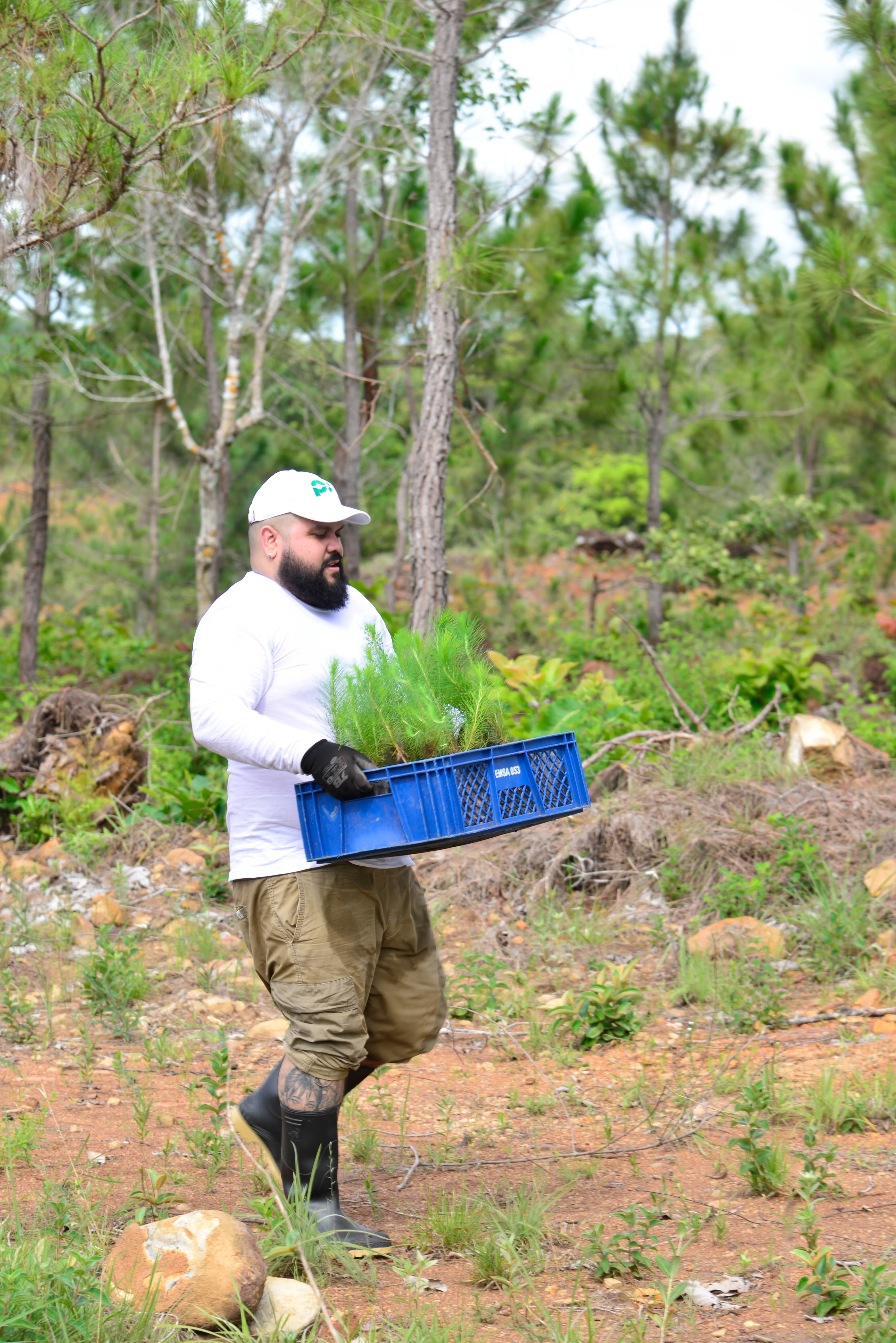 Tree planting collaboration