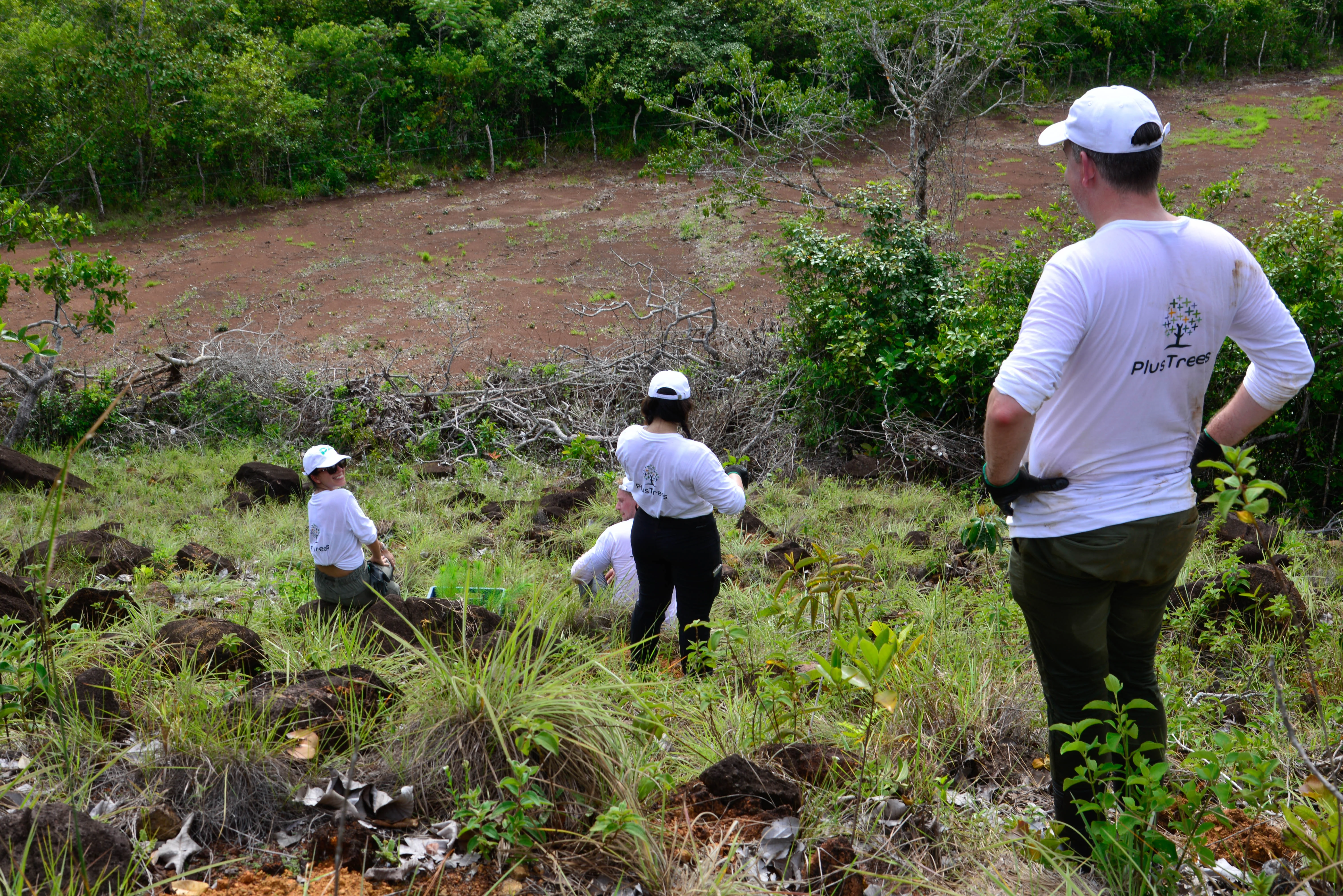 Community tree planting